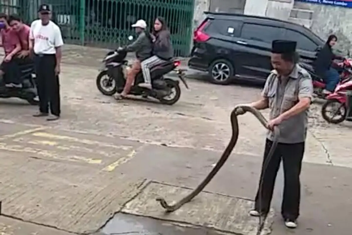 King Cobra
