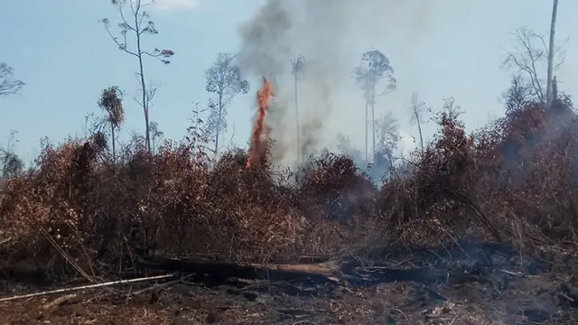 Kebakaran lahan di Pulau Rupat, Kabupaten Bengkalis.