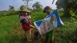 Per 1 Januari 2025, Kementerian Pertanian (Kementan) menyatakan pupuk bersubsidi pada 2025 sudah bisa disalurkan dan ditebus. (merdeka.com/Arie Basuki)