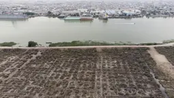 Foto udara memperlihatkan kebun kelapa sawit yang rusak karena garam dan polusi di tepi Sungai Shatt Al-Arab, Basra, Irak, 21 Maret 2022. Saat ini, air asin dari laut telah mengambil alih dan kini mencapai 300 kilometer ke hulu Shatt Al-Arab. (Hussein FALEH/AFP)