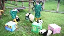 Para staf mengurusi panda-panda raksasa di Kebun Binatang Chongqing, China (23/6/2020). Kebun Binatang Chongqing menggelar sebuah pesta ulang tahun untuk empat ekor panda raksasa yang menginjak usia satu tahun, yakni Shuangshuang, Chongchong, Xixi, dan Qingqing. (Xinhua/Tang Yi)