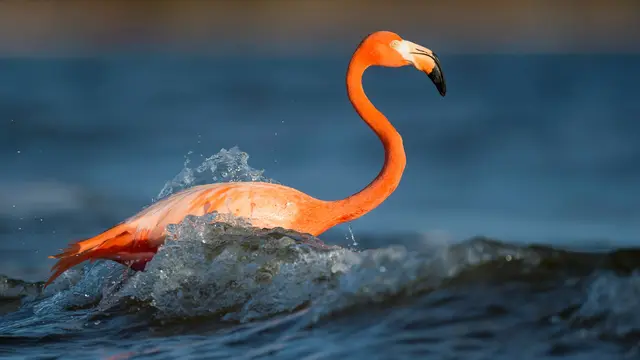 16 Burung Paling Eksotis dan Langka, Hanya Ada di Kepulauan Galapagos!
