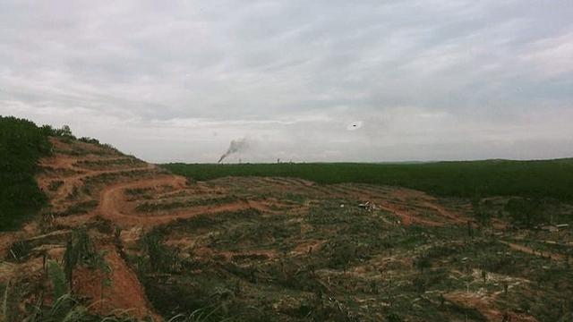 Deforestasi Hutan Jambi