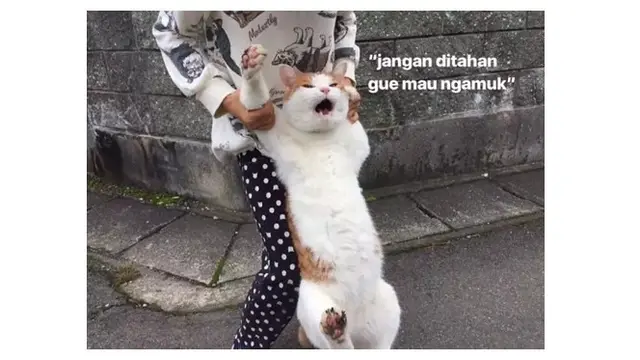 8 Potret Meme Kucing saat Emosi Ini Justru Bikin Gemas