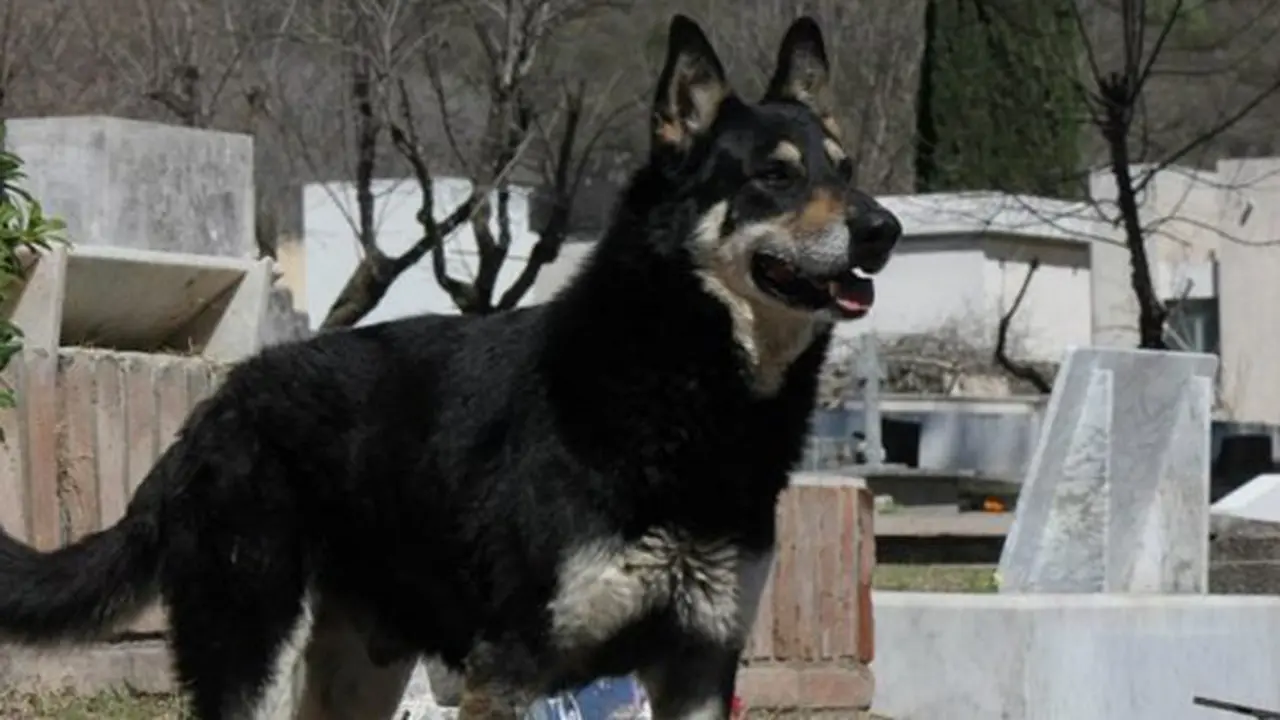 Copyright odditycentral.com/Los Andes
