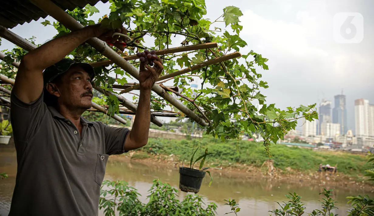 Petani memanen anggur di bantaran Kali Ciliwung, Petamburan, Jakarta Pusat, Senin (24/5/2021). Pemanfaatan lahan bantaran Kali Ciliwung untuk bertani bersama dilakukan sebagai upaya memenuhi kebutuhan hidup di tengah keterbatasan lahan. (Liputan6.com/Faizal Fanani)