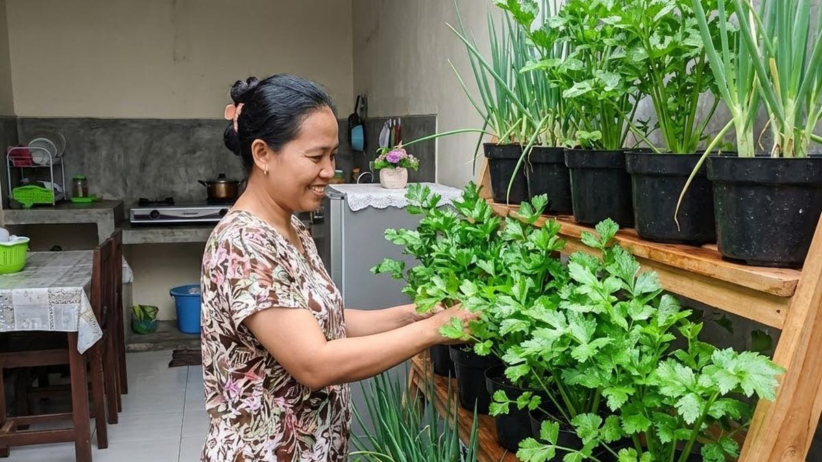 Cara Menanam dan Menumbuhkan Seledri untuk Panen Setiap Hari, Ikuti 6 Langkah Mudah Ini