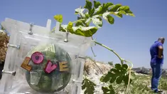 Sebuah semangka tampak tumbuh di dalam sebuah kotak plastik di sebuah perkebunan di Desa Ain al-Mir, Lebanon, 26 Juli 2015. (REUTERS/Ali Hashisho)