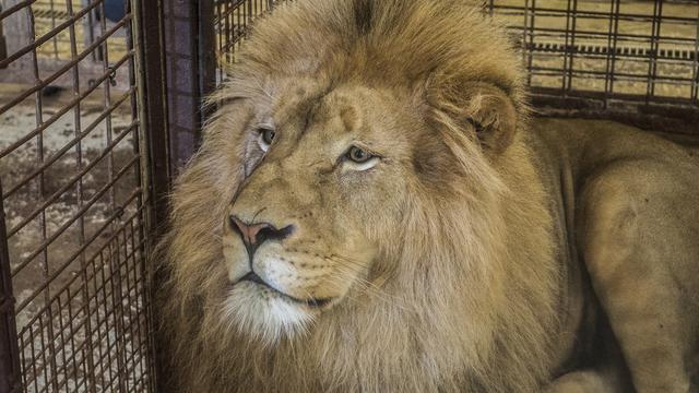 Ilustrasi Singa di Kandang