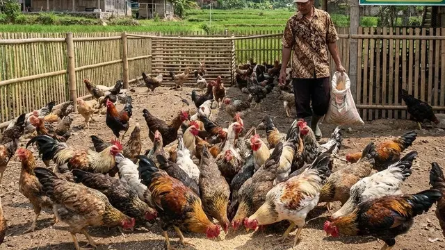 Ide Usaha Ternak yang Bisa Panen Cepat Kurang dari 3 Bulan