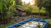 11 Desain Halaman Belakang Rumah untuk Ternak Lele, Efisien, Produktif, dan Solusi Lahan Sempit