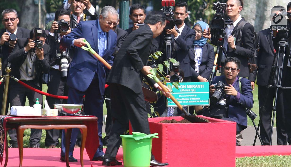 Presiden Joko Widodo (Jokowi) menemani Perdana Menteri Malaysia, Mahathir Mohamad menanam pohon perdamaian di halaman Istana Bogor, Jawa Barat, Jumat (29/6). Penanaman pohon Meranti itu dalam rangkaian penyambutan PM Mahathir. (Liputan6.com/Angga Yuniar)