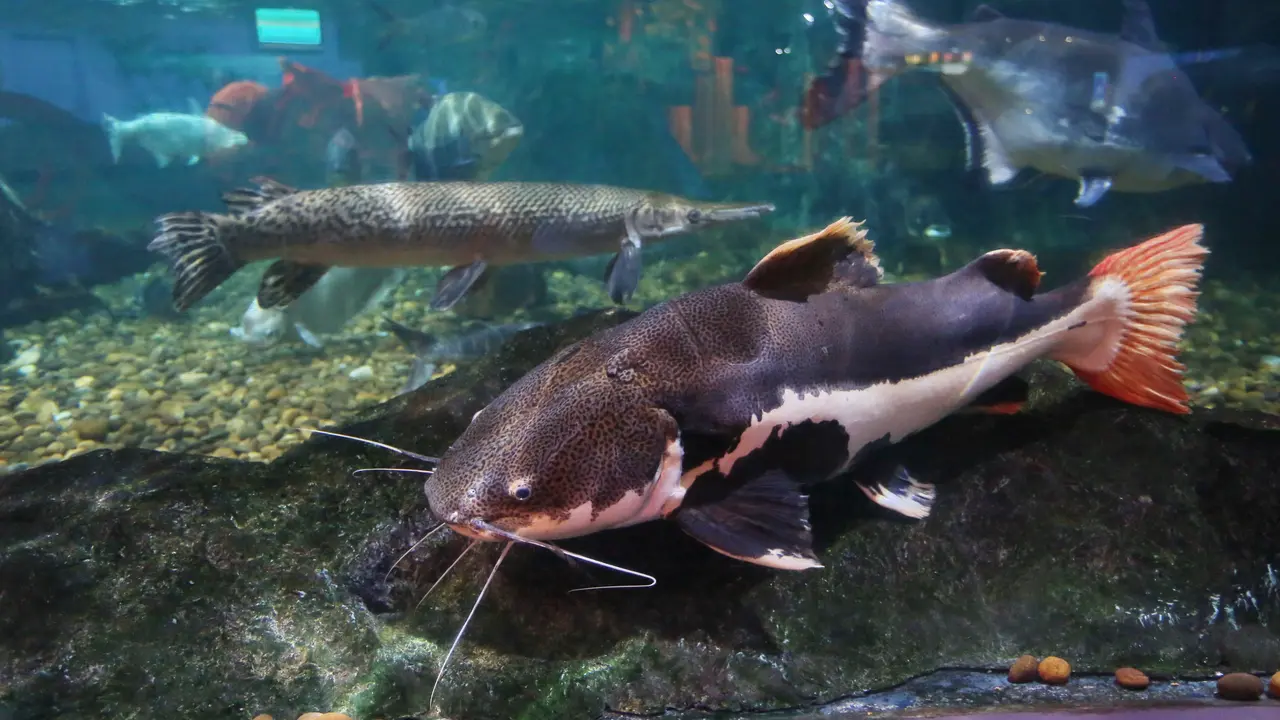 mimpi ikan