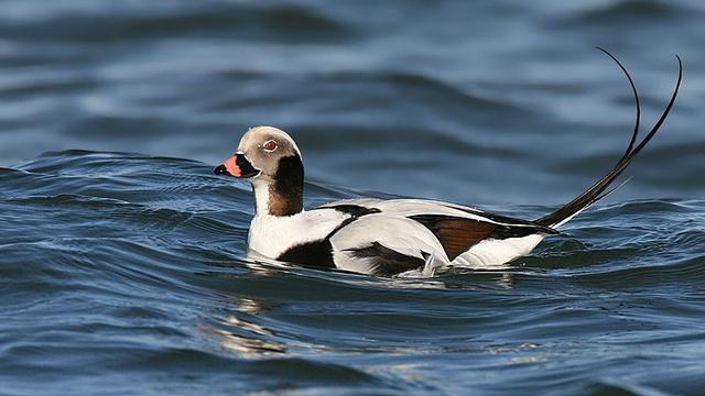 Ilustrasi bebek long-tailed | Wikimedia Commons