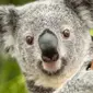 Koala Oobi-Ooobi Ini Siap Jadi Peramal Hasil Sepak Bola | Foto : mdr.de