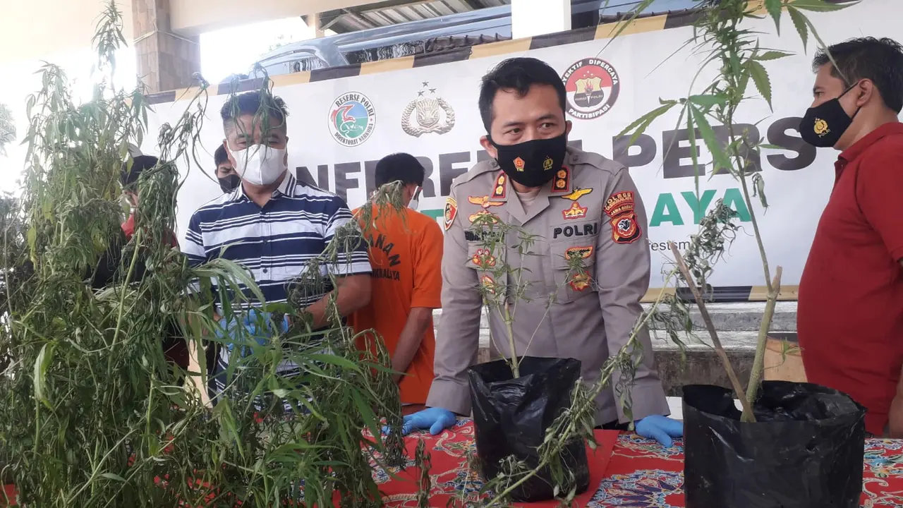 Kapolres Tasikmalaya AKBP Rimsyahtono menunjukan puluhan tanaman ganja yang ditanam Iwan alias Patek di perbukitan, Desa Sukamaju, Kecamatan Bantarkalong, Tasikmalaya, Jawa Barat.