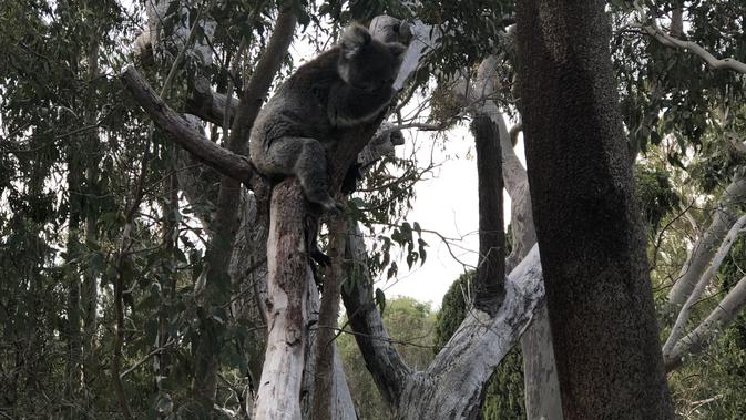 Koala liar di Taman Nasional Yanchep, Australia Barat (Liputan6.com/Shinta NM Sinaga)