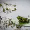 Spesies Katak Baru Ditemukan di Hutan Amazon