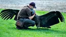 Peter Wenzel melatih burung condor muda bernama Molina di Eagle Reserve, Bindslev, Denmark, 27 Agustus 2019. Molina datang ke Eagle Reserve pada November 2018. (Henning Bagger/Ritzau Scanpix/AFP)