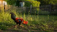 9 Cara Mengusir Ayam Liar dari Halaman Tanpa Menyakiti, Solusi Aman dan Efektif