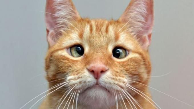 Hasil gambar untuk kucing