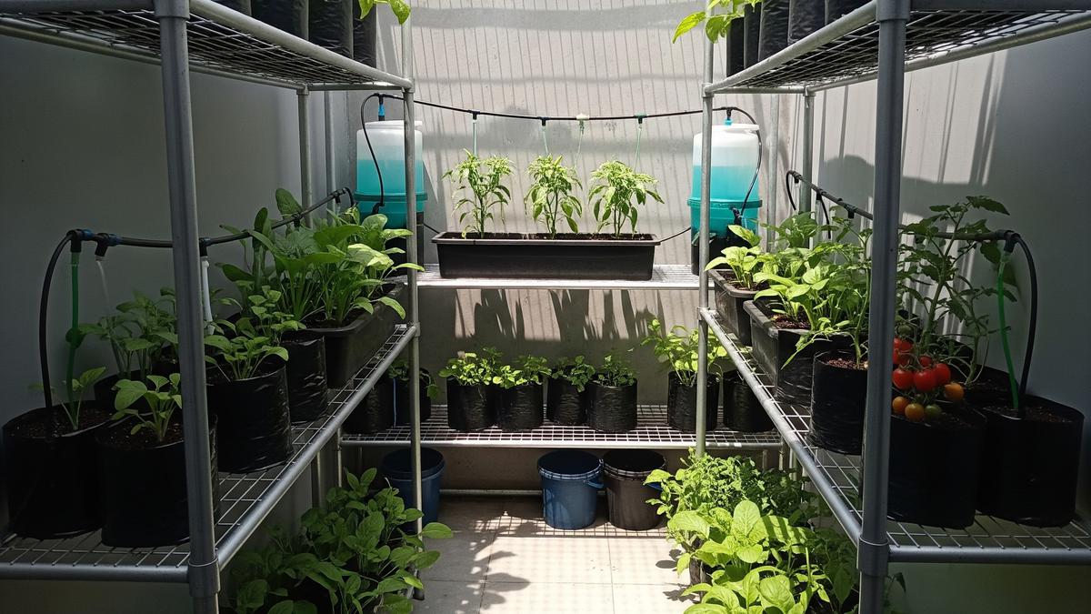 9 Ide Kebun Sayur di Rak Besi Susun untuk Lahan Terbatas, Solusi Inovatif