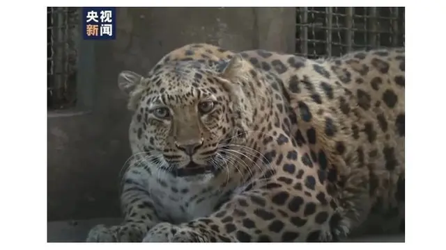 Mirip Karakter Animasi, Kebun Binatang Ini Jalankan Program Diet untuk Macan Tutul Obesitas