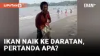Geger! Ratusan Ikan Naik ke Daratan di Pandeglang