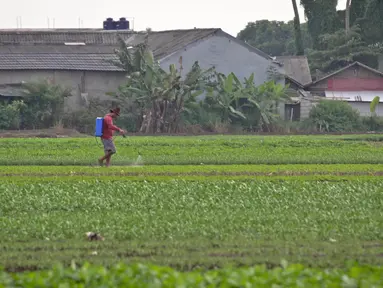 Aktivitas petani sayuran di Jalan Irigasi, Neglasari, Kota Tangerang, Senin (11/7/2022). Para petani sayuran di tempat tersebut menanam sayuran bayam dan caisim yang nantinya akan dijual di Pasar tradisional di Kota Tangerang. (Liputan6 com/Angga Yuniar)