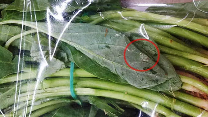 Foto: copyright by Yvette Ong