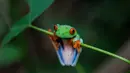 Seekor katak hijau bermata merah (Agalychnis Callidryases) bergelantung di dedaunan Taman Suaka Margasatwa Montibelli, Managua (09/11/2016). (AFP PHOTO/INTI Ocon)