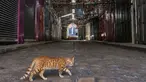 Seekor kucing melintasi di dekat toko-toko yang tutup menyusul seruan pemogokan umum untuk mendukung warga Palestina di Jalur Gaza, di kota Nablus di Tepi Barat, pada 25 Oktober 2023. (Zain JAAFAR/AFP)