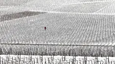 Seorang pria berjalan di tengah kebun anggur yang tertutup salju pada hari pertama musim semi di wilayah Champagne di Mailly-Champagne, dekat Reims, (19/3). (AFP Photo/Francois Nascimbeni)