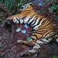 Harimau sumatra mati yang ditemukan di konsesi PT Arara Abadi yang merupakan anak perusahaan APP Sinar Mas. (Liputan6.com/M Syukur)