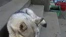 short desc