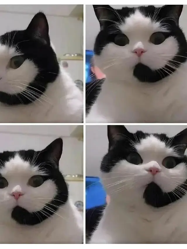 8 Motif Bulu Kucing Hitam Putih Ini Unik Banget, Bikin Senyum Sendiri