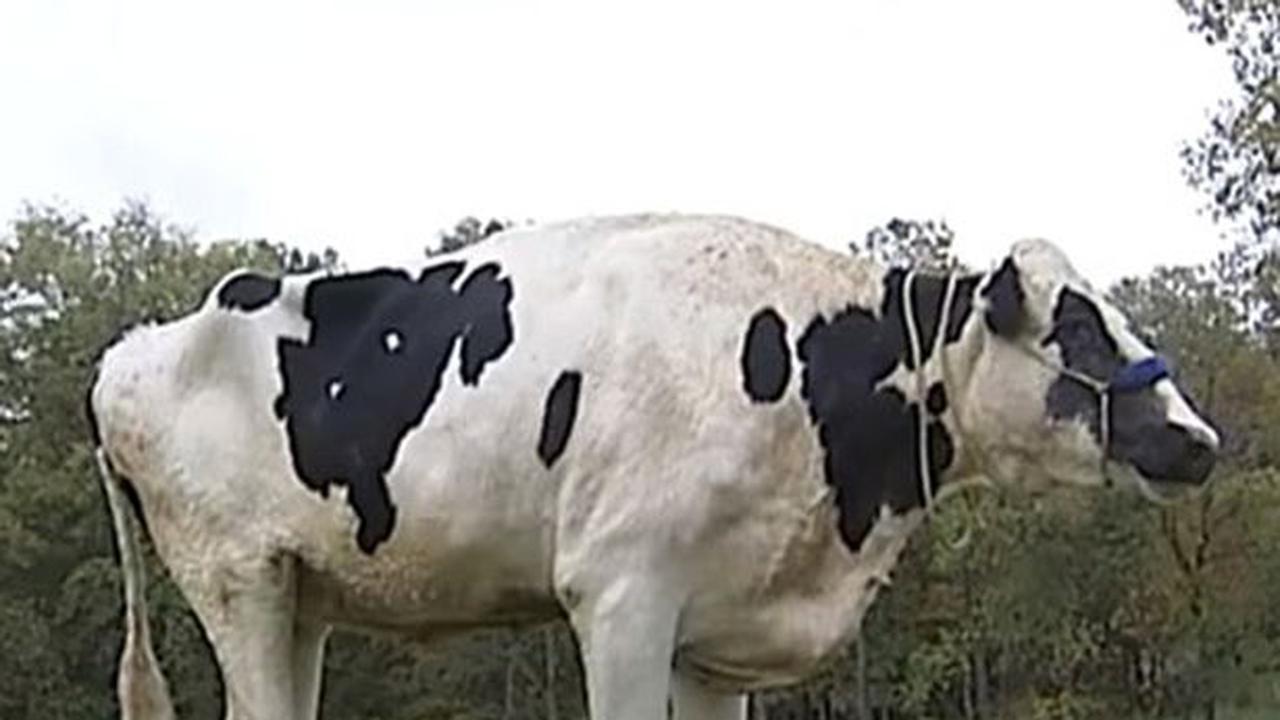 Sapi Terbesar Dunia yang Punya Facebook