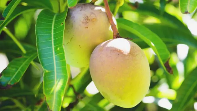 Copyright food.ndtv.com