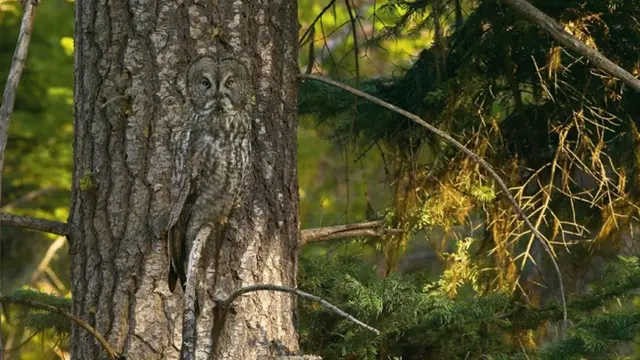 [Bintang] 10 Foto Burung Hantu yang Bikin Kamu Ingin Pelihara Mereka