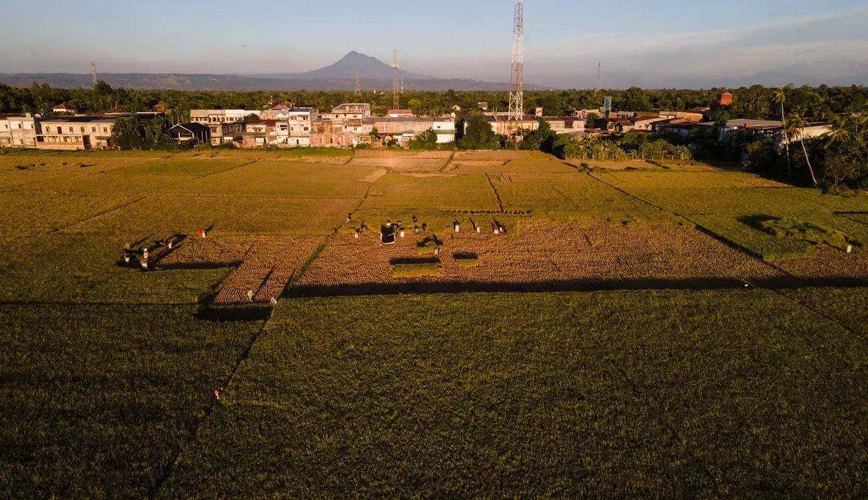 Foto udara ini memperlihatkan petani sedang memotong tanaman padi yang rusak akibat kekeringan di Aneuk Galong, Provinsi Aceh, Minggu, 30 Agustus 2026. (AFP/ Chaideer Mahyuddin)