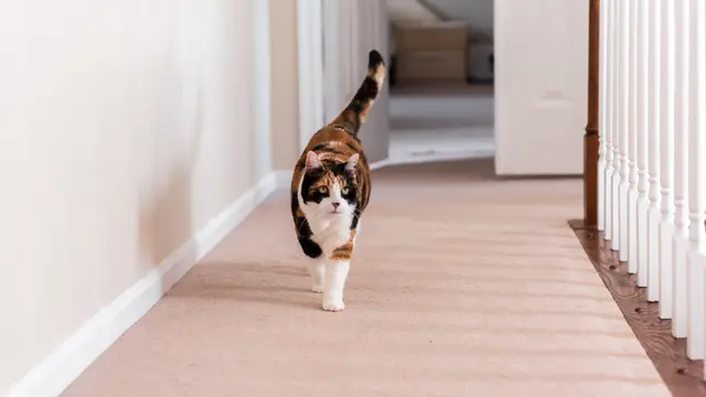 7 Tips Membantu Kucing Kesayangan Beradaptasi dengan Lingkungan Baru