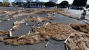 Pandangan dari atas pengunjung melihat gambar seekor anjing Shiba Inu dan dua anaknya berukuran 22.5mx 27m di Taman Seaside Hitachi, Utara Tokyo, (29/12). Kegiatan tersebut untuk merayakan kedatangan Tahun Anjing. (AFP PHOTO / Toshifumi Kitamura)