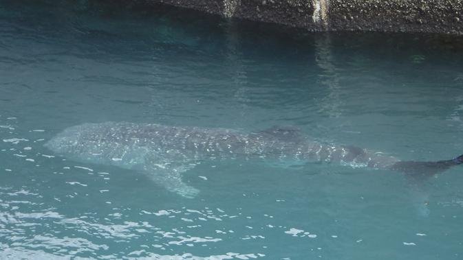 Hiu paus yang terjebak di salah satu kanal atau saluran air pendingin Pembangkit Listrik Tenaga Uap (PLTU) Paiton, Probolinggo, 17 September 2019. Hiu paus berukuran sekitar 4 meter itu berada di dalam kanal berkedalaman 8 meter. (Liputan6.com/Pool/Humas PLN)