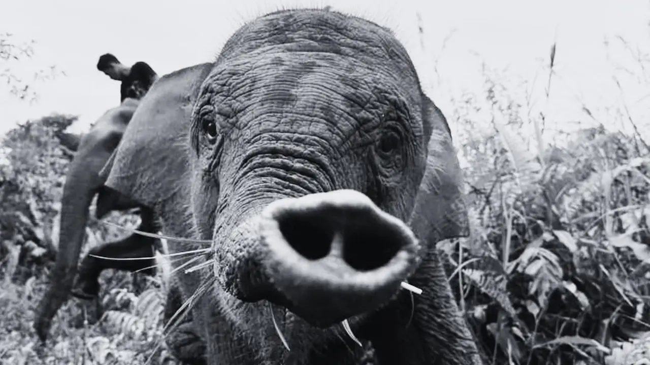Gajah Tari