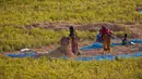 Perempuan India bekerja di sawah di sawah di pinggiran Gauhati, India, Senin (27/5/2019). Lebih dari 70 persen penduduk India yang berjumlah 1,25 miliar terlibat dalam pertanian. (AP Photo/Anupam Nath)