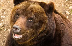 Ilustrasi beruang cokelat langka marsica (Ursus arctos marsicanus) (Wikipedia/Creative Commons)