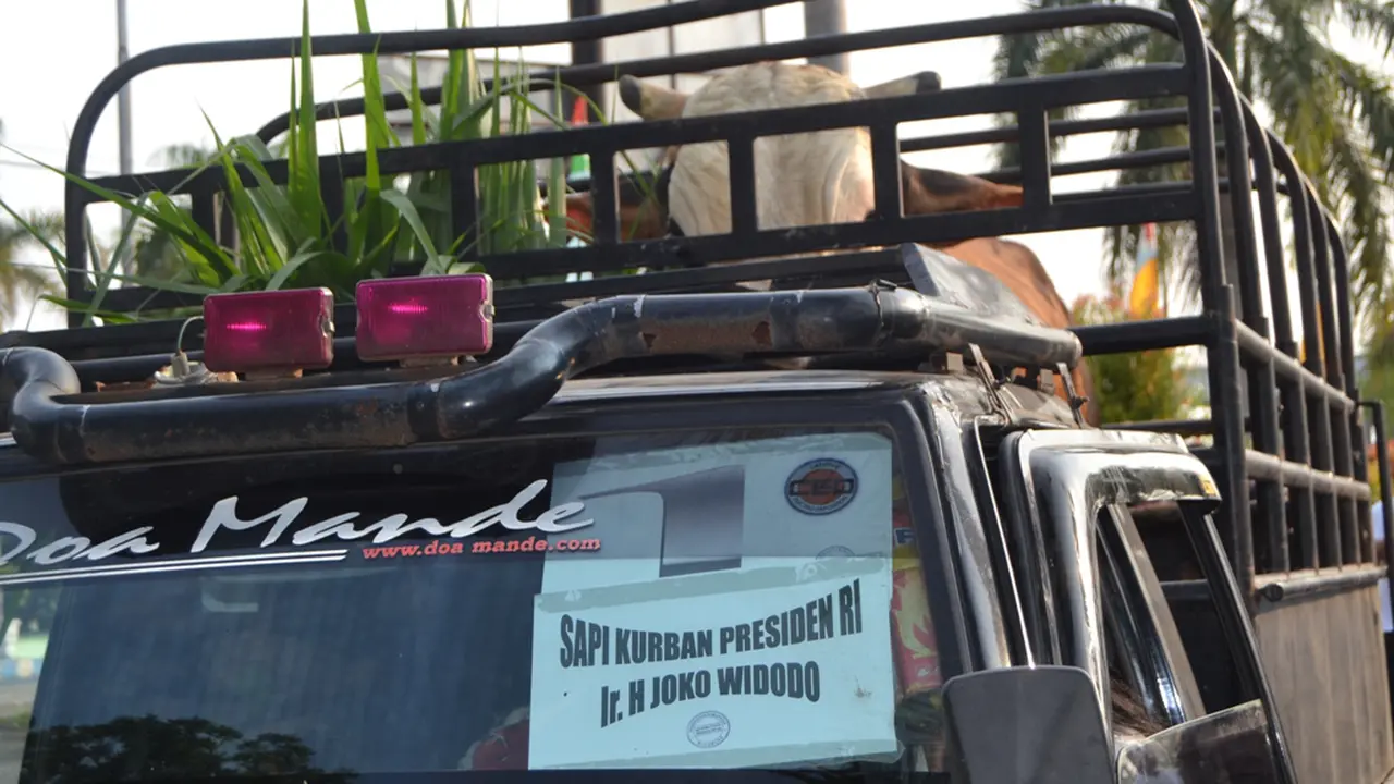 Sapi kurban Presiden Jokowi di Bengkulu