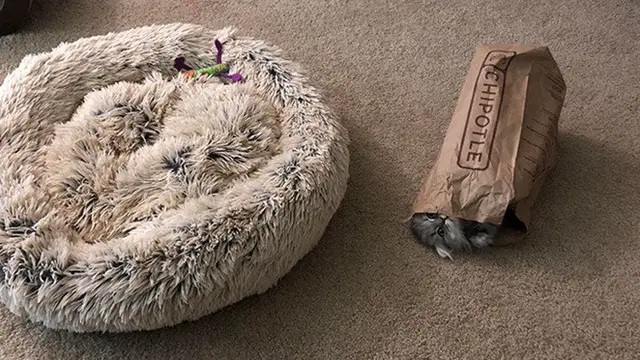 10 Potret Ini Buktikan Kucing Bisa Tidur di Mana Saja, Bikin Geleng Kepala
