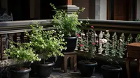 10 Rekomendasi Tanaman Bunga yang Harum untuk Teras Rumah Tropis, Cantik dan Wangi