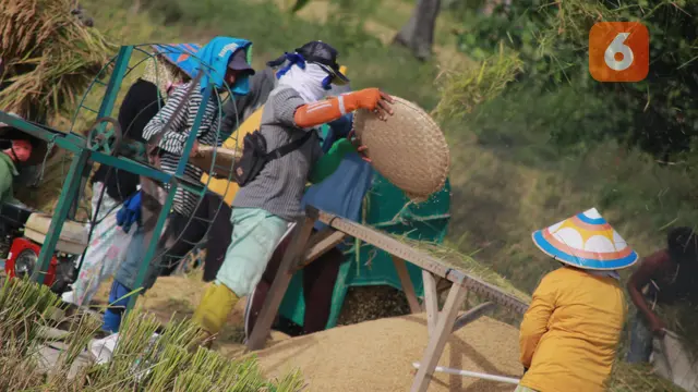 Petani Gorontalo, lebih memilih gotong-royong ketimbang gunakan teknologi alsintan.(Foto:Liputan6.com/Arfandi Ibrahim)